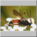 Ctenichneumon panzeri - Schlupfwespe m05c 12mm - OS-Hellern Wiese det06.jpg